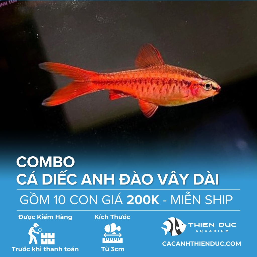 Combo 10 Bé Cá Diếc Anh Đào Vây Dài Size 3.5cm