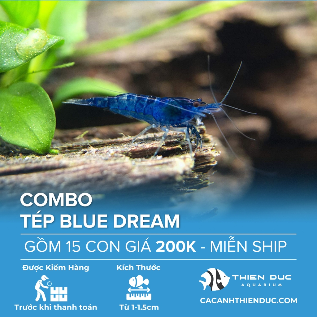 Combo 15 Bé Tép Blue Dream