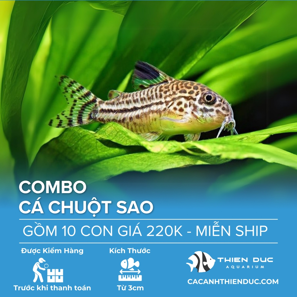 Combo 10 Bé Cá Chuột Sao Size 3.5cm