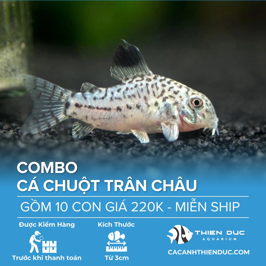 Combo 10 Bé Cá Chuột Trân Châu Size 3.5cm