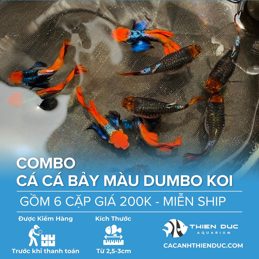 Combo 6 Cặp Cá Bảy Màu Dumbo Koi Size 3.5cm