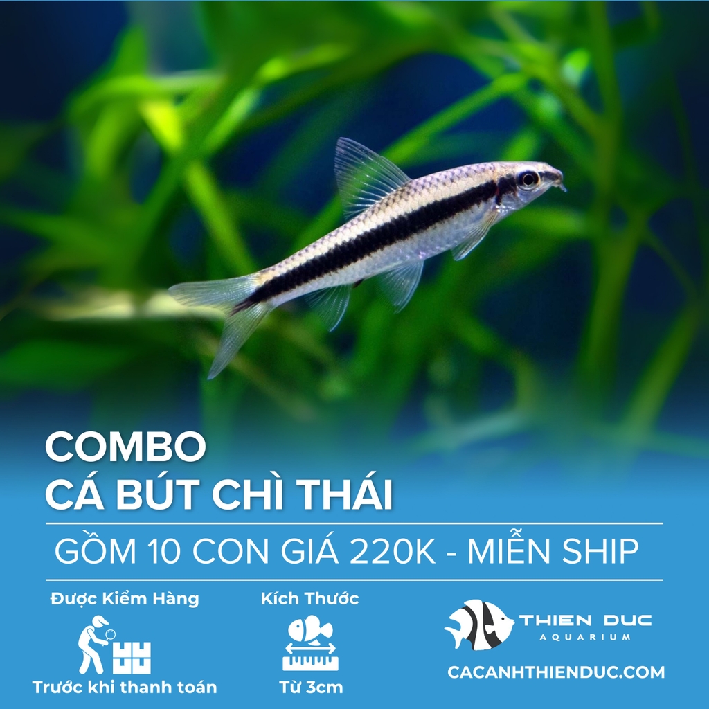 Combo 10 Bé Cá Bút Chì Thái Size 3.5cm