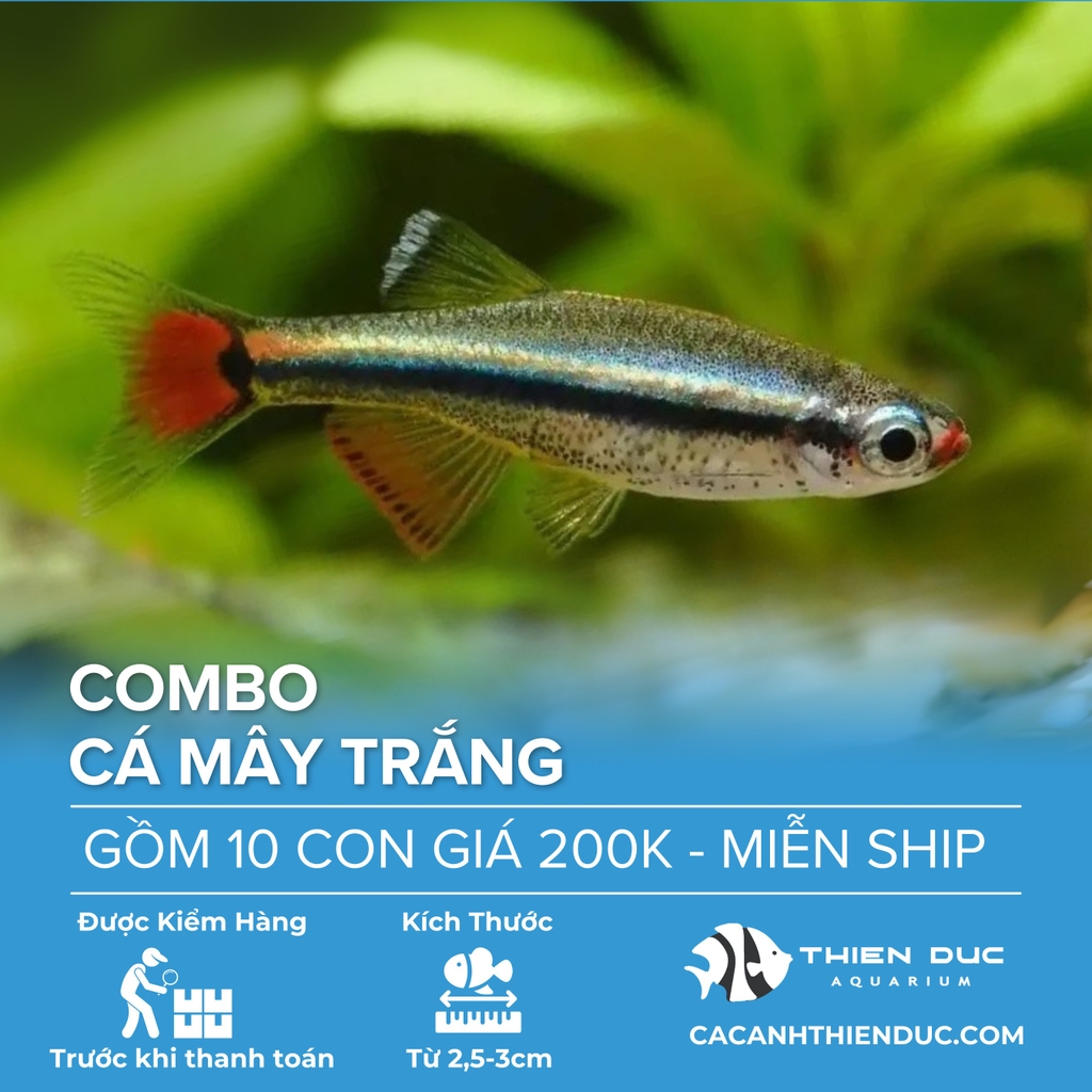 Combo 10 Bé Cá Mây Trắng Size 3cm