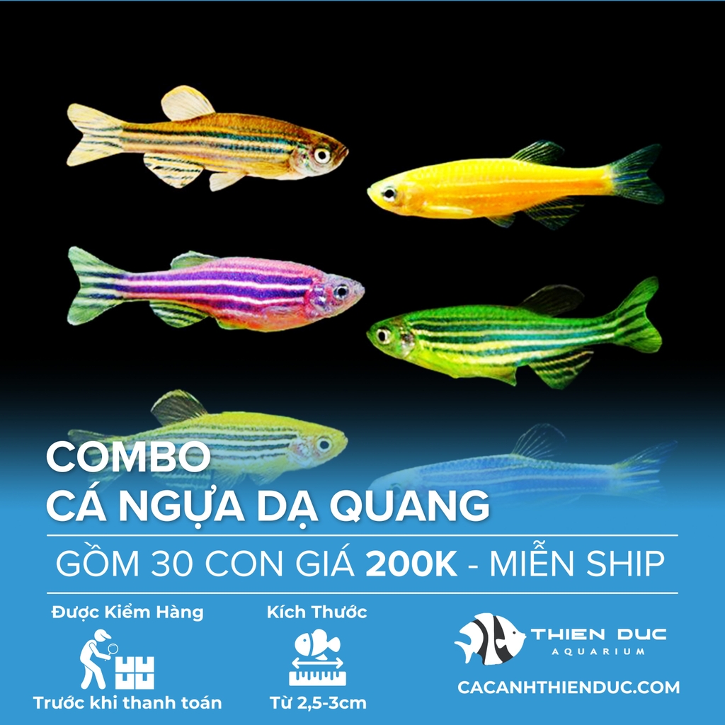 Combo 30 Bé Cá Ngựa Dạ Quang Nhiều Màu Size 3cm