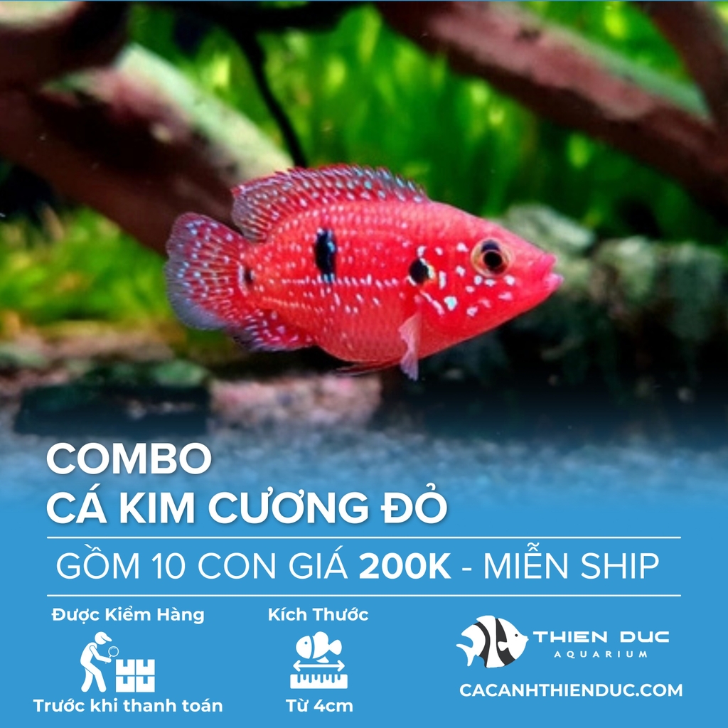 Combo 10 Bé Cá Kim Cương Đỏ Size 3.5cm