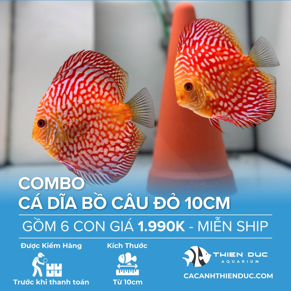Combo 6 Bé Cá Dĩa Bồ Câu Đỏ Size 10cm - HCM