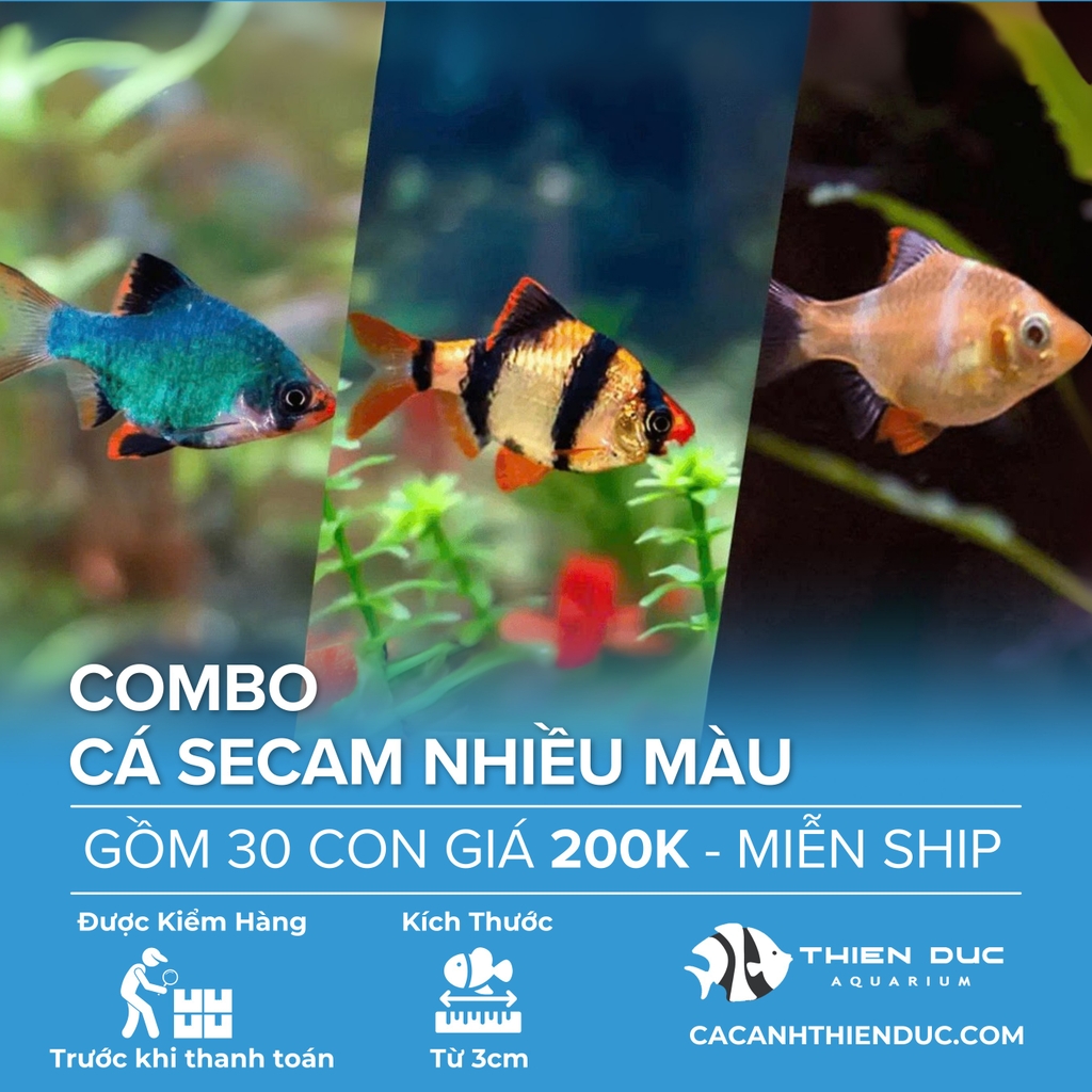 Combo 30 Bé Cá Secam Nhiều Màu Size 3.5cm