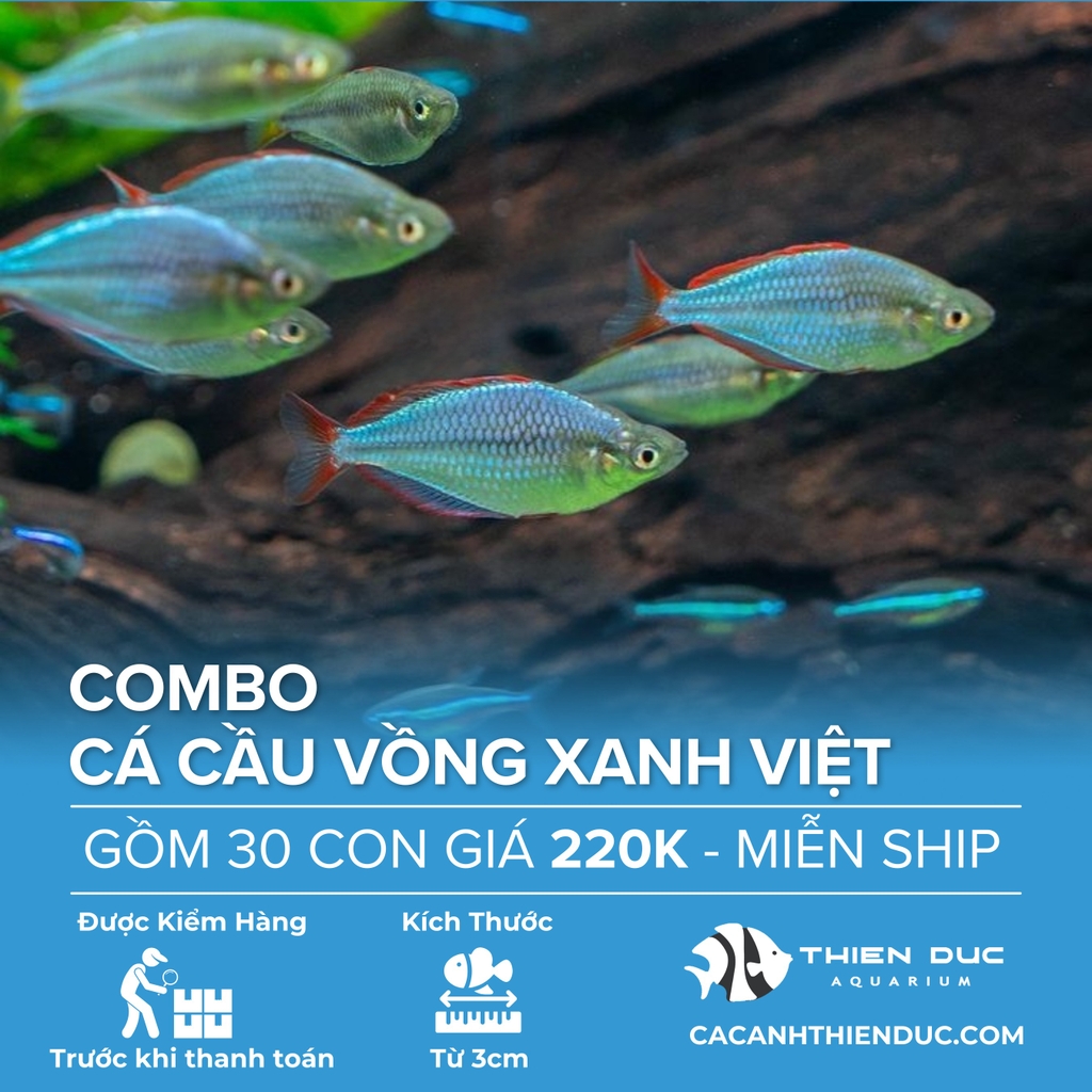 Combo 30 Bé Cá Cầu Vồng Xanh Việt Size 3.5cm