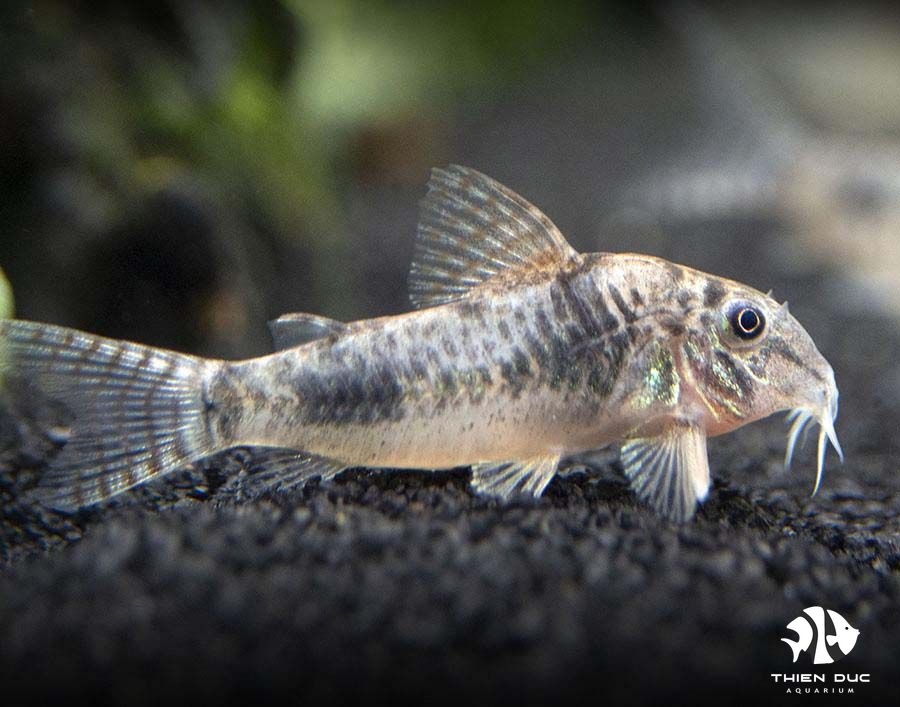 Cá Chuột  Ellisae - Ellisae Corydoras
