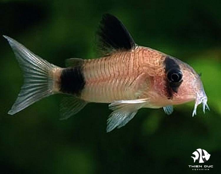 Cá Chuột Panda  - Panda Corydoras