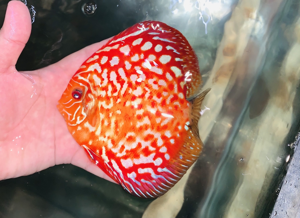 Cá Dĩa Bồ Câu Panda - Pigeon Red Panda Discus