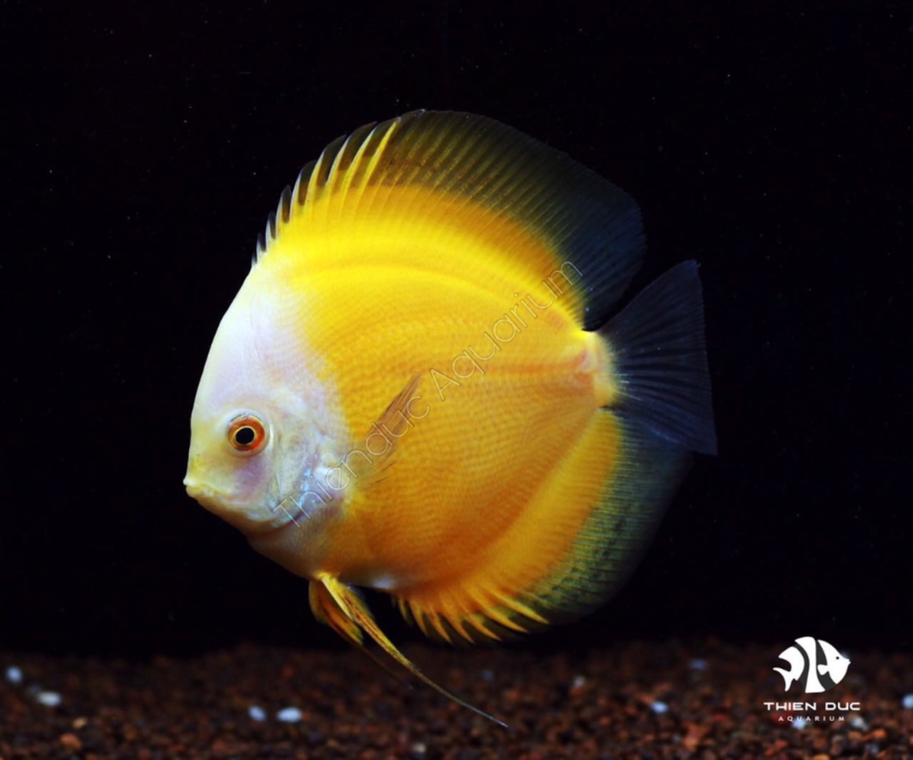 Cá Dĩa Man Vàng - Marlboro Yellow Discus
