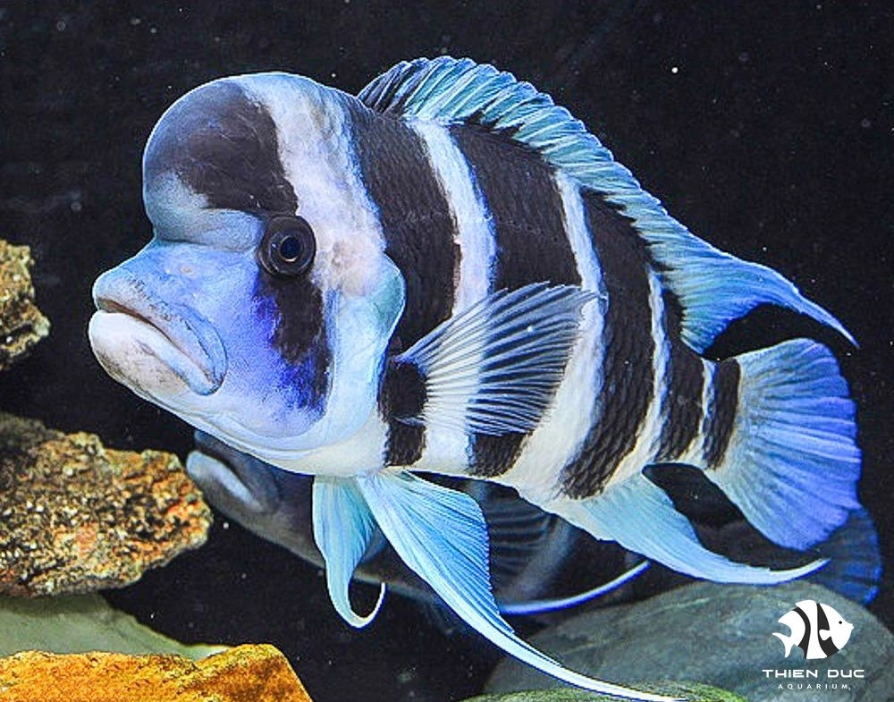 Cá Đầu Bò Bunruni