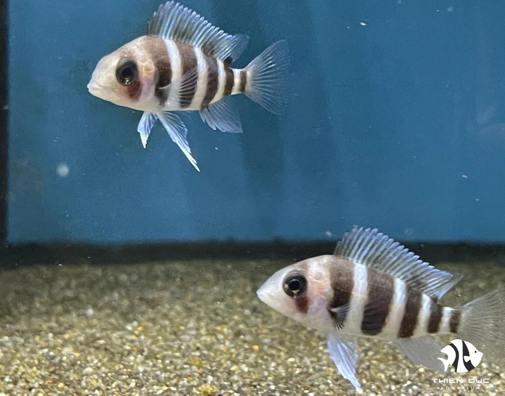 Cá Đầu Bò Bunruni