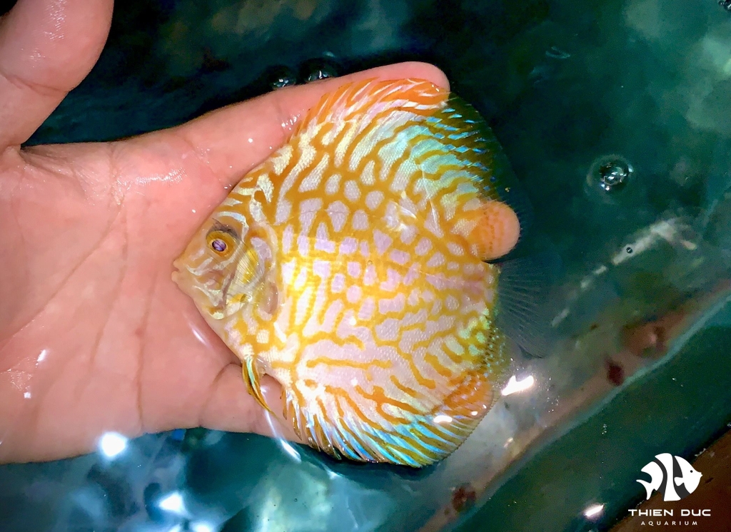 Cá Dĩa Bồ Câu Vàng - Pigeon  Yellow Discus