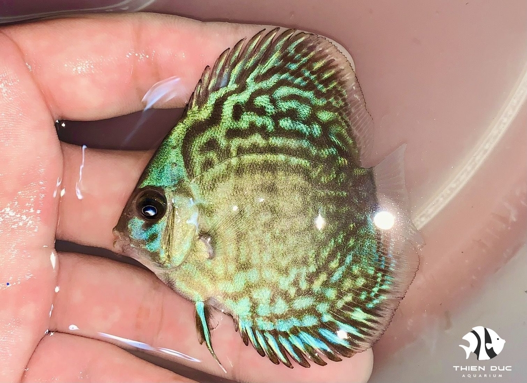 Cá Dĩa Bông Xanh - Mixed Blue Discus