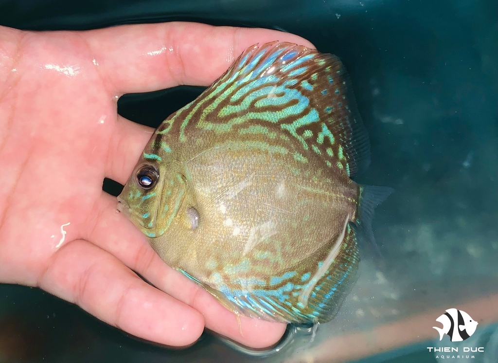 Cá Dĩa Bông Xanh - Mixed Blue Discus
