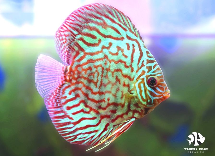 Cá Dĩa Bông Đỏ - Red Spotted Discus