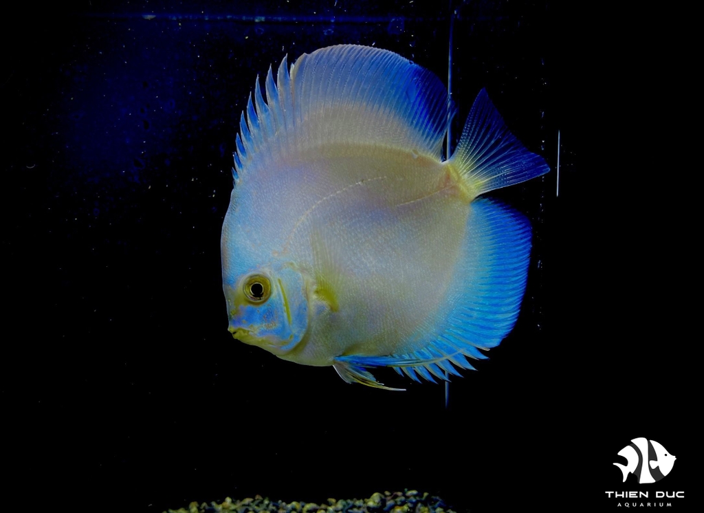 Cá Dĩa Lam Đức - Blue Diamond Discus