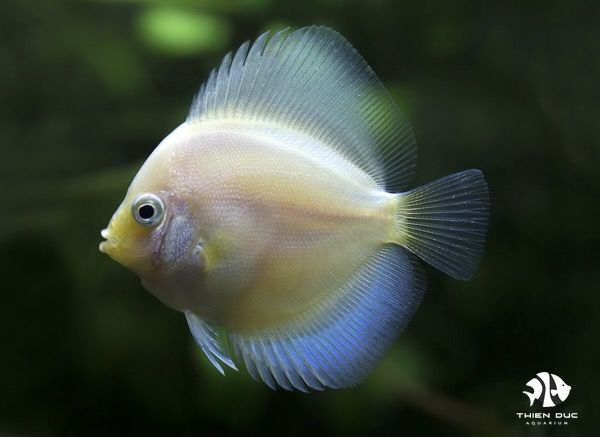 Cá Dĩa Trắng - White Glass Pigeon Discus