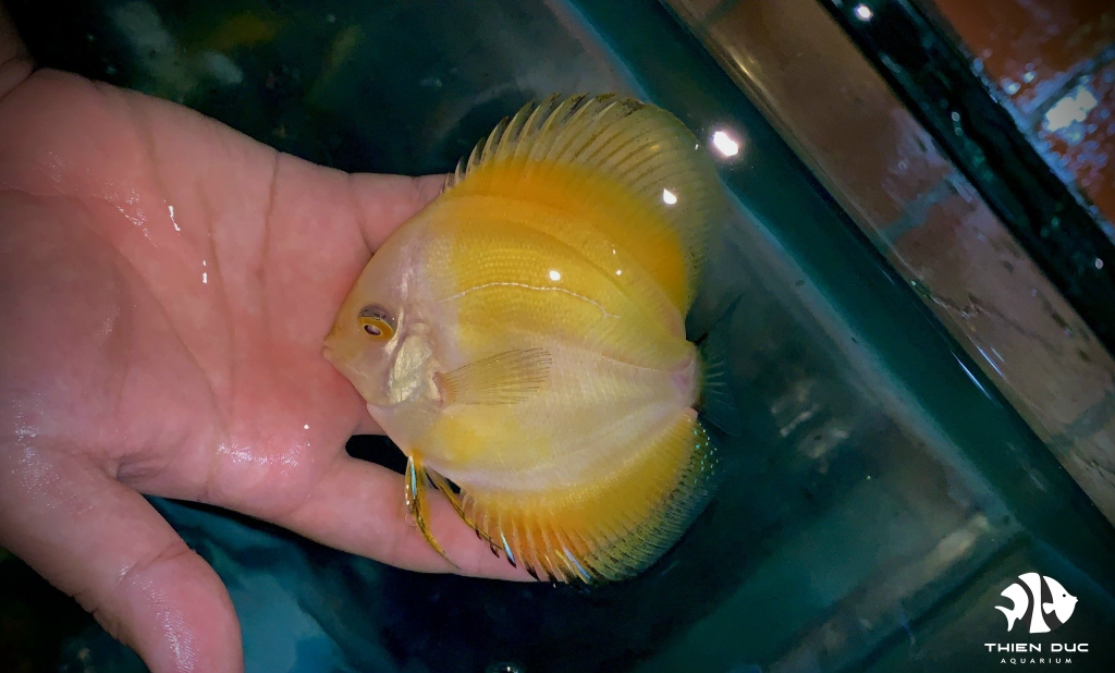 Cá Dĩa Man Vàng - Marlboro Yellow Discus