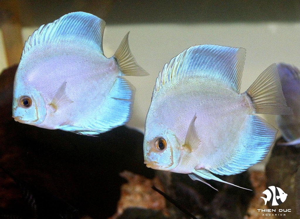 Cá Dĩa Lam Đức - Blue Diamond Discus