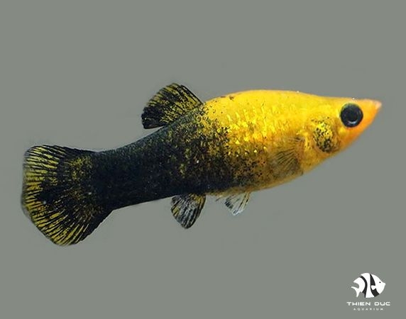 Cá Molly Vàng Đen - Gold Black Molly