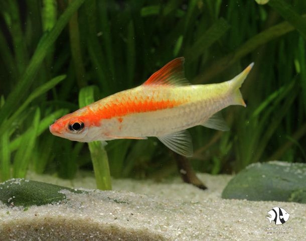 Hồng My Gold -  Golden Denison'S Barb