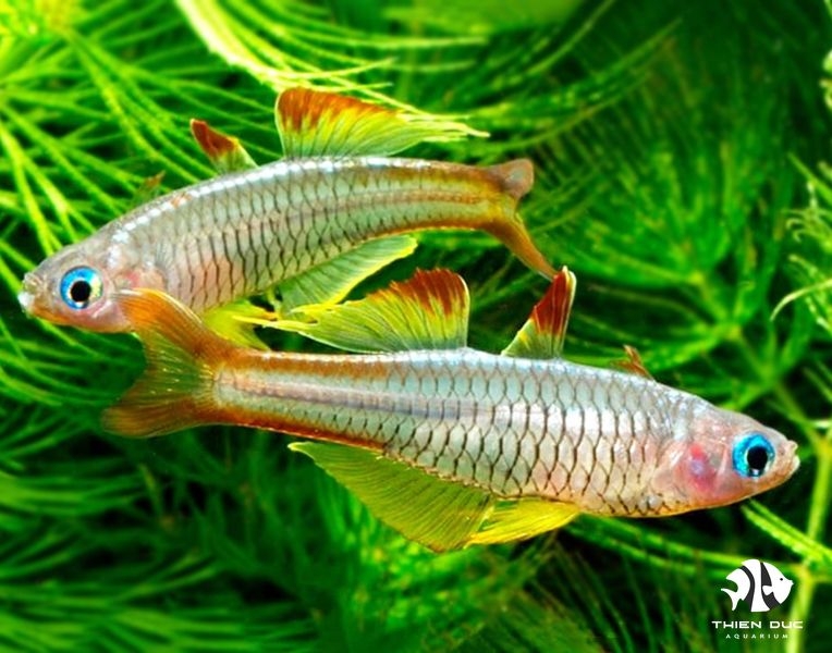 Cầu Vồng Ivantsoff'S Blue-Eye