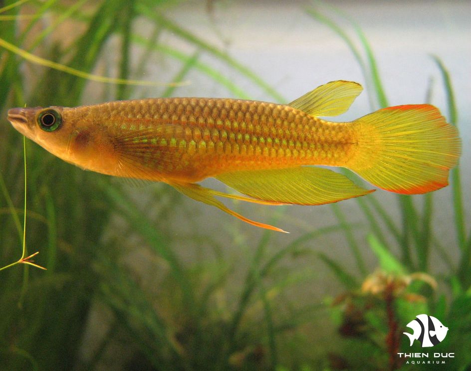 Cá Killi Đầu Bạc - Yellow Panchax