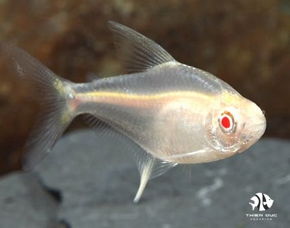 Neon Lemon Mắt Đỏ - Lemon Tetra Albino
