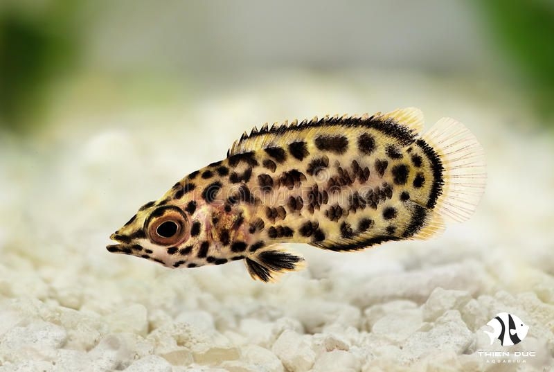 Cá Sặc Da Báo - Leopard Ctenopoma