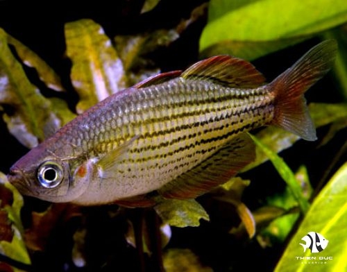 Cầu Vồng Maculochi - Maccullochi Rainbowfish