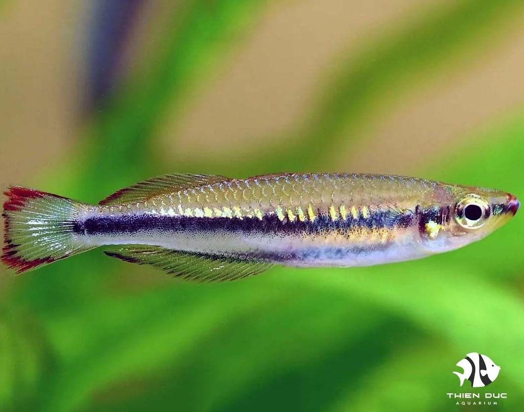 Cầu Vồng Madagascar - Madagascar Rainbowfish