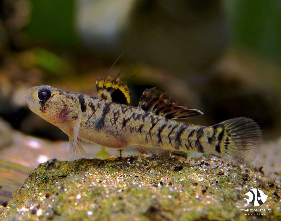 Bống Chulae -  Mugilogobius Chulae