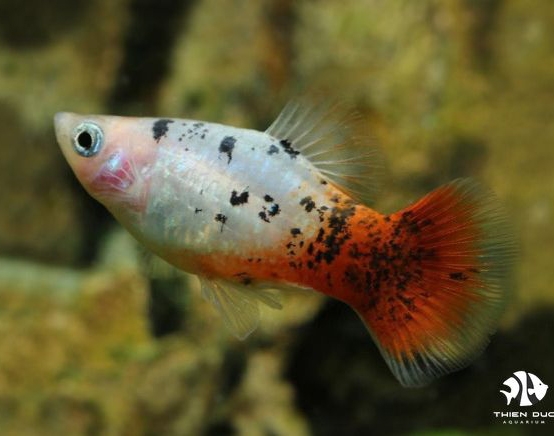 Cá Mún Muối Tiêu - Platy Calico