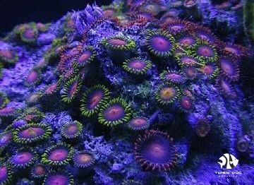 San Hô Nút Áo Cam