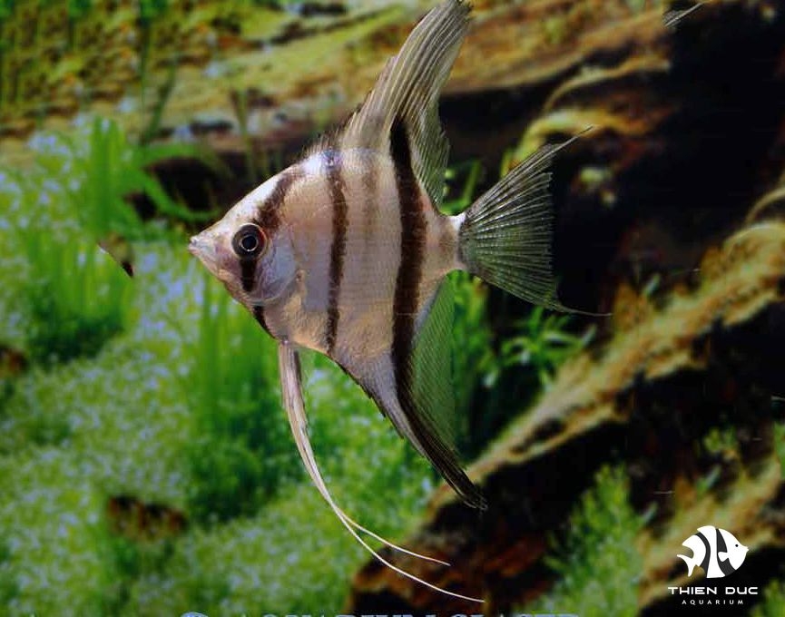 Ông Tiên Rio Xingu