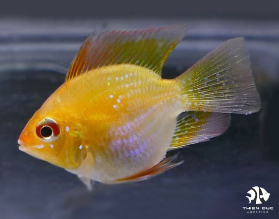 Cá Phượng Hoàng Vàng - German  Gold Ram Balloon