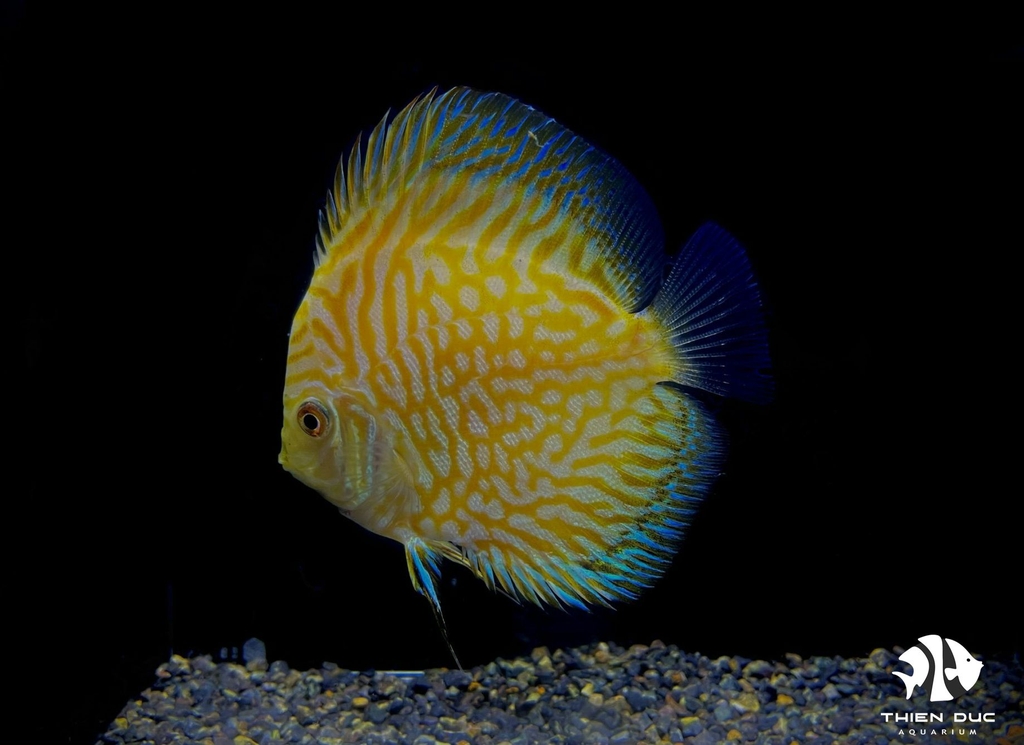Cá Dĩa Bồ Câu Vàng - Pigeon  Yellow Discus