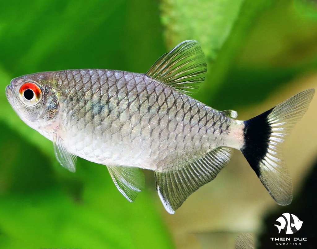 Cá Ngân Bình - Red Eye Tetra