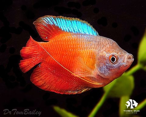 Cá Sặc Đỏ - Gouram Red