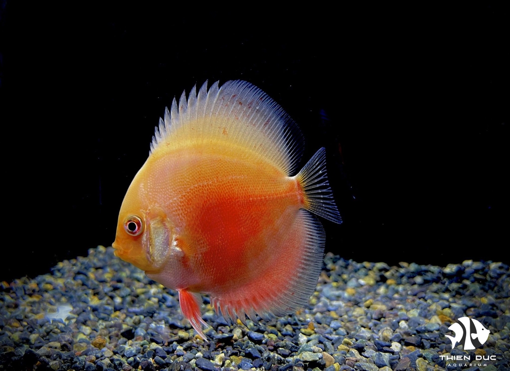 Cá Dĩa Đỏ Trắng - Red-White Leopand Discus