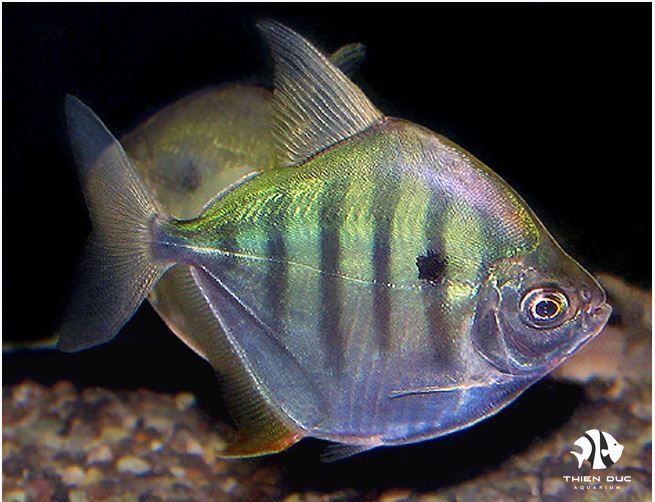 Striped Silver Dollar