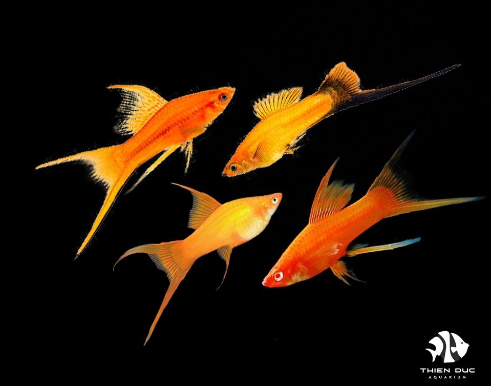 Cá Hồng Kim Mix Màu - Sword Mix