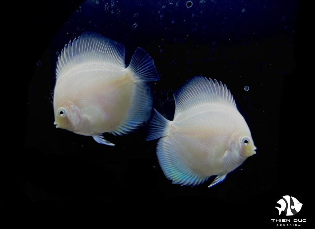 Cá Dĩa Trắng - White Glass Pigeon Discus