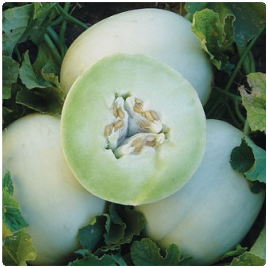 Dưa lê siêu ngọt - Đặc sản Sóc Sơn