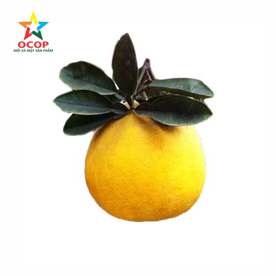 Bưởi sạch Phú Cường loại 2