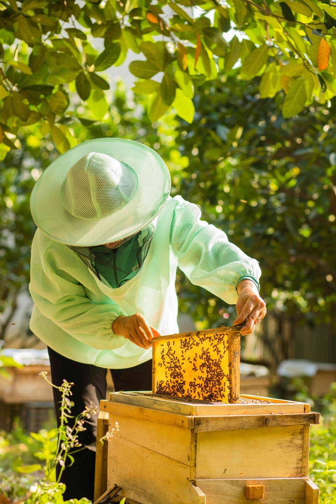 Mật ong hoa rừng Cô Nụ chai tròn