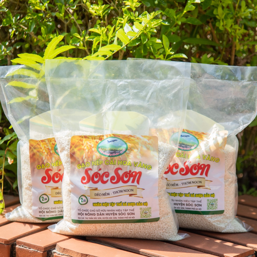 Gạo nếp cái hoa vàng - Đặc sản Sóc Sơn